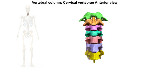 Cervical Spine_Anterior view