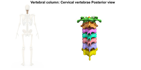 Cervical Spine_Posterior view