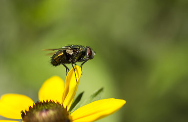 Flower - Black Eyed Susan - Fly