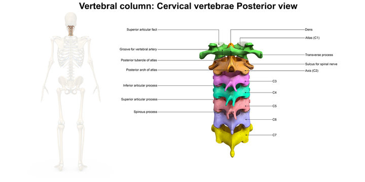 Cervical Spine_Posterior view