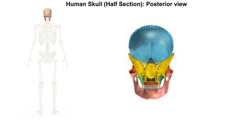 Skeleton_Skull_Posterior