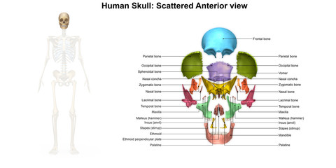 Skeleton_Skull_Scattered