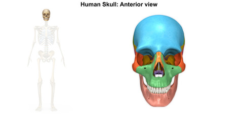 Skeleton_Skull Anterior view