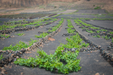 Geria vineyard and regular walls tilt shift effect, Lanzarote, Canary Islands