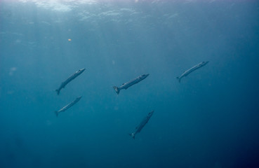 Barracuda fish in the Caribbean