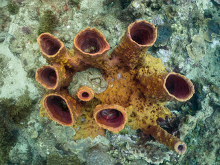 Different coral species from the Caribbean