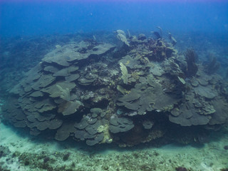 Coral reef in the Caribbean