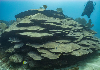 Coral reef in the Caribbean