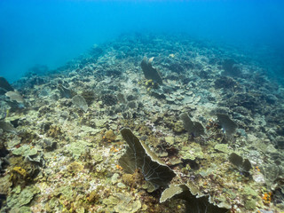 Coral reef in the Caribbean