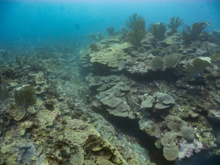 Fototapeta na wymiar Coral reef in the Caribbean