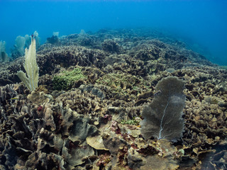 Coral reef in the Caribbean