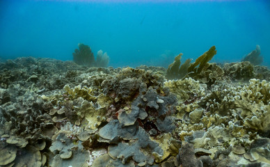 Fototapeta na wymiar Coral reef in the Caribbean healthy, full of coral.
