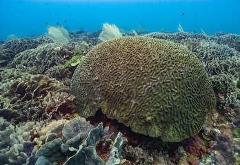 Naklejka na ściany i meble Coral reef in the Caribbean healthy, full of coral.