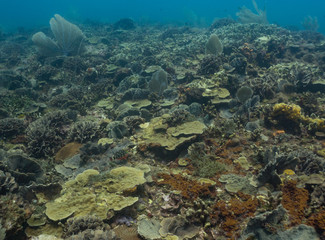 Fototapeta na wymiar Coral reef in the Caribbean healthy, full of coral.