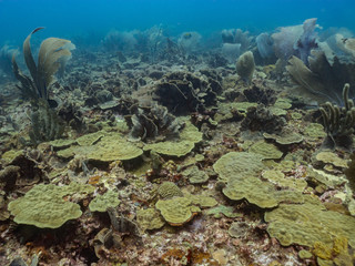 Coral reef in the Caribbean healthy, full of coral.