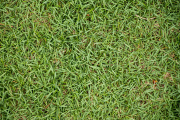 Top view of green grass background