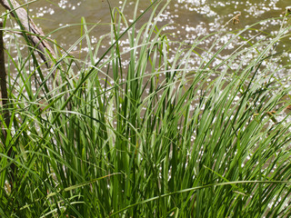 Wetland grass, Sedona, Arizona