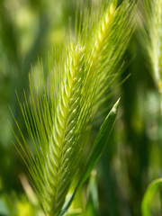 Wheat stem closeup