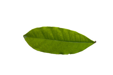 Fototapeta premium Single Ixora green leaf on white background.