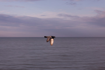 BIRD IN FLIGHT