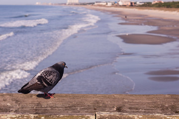 MORNING PIGEON