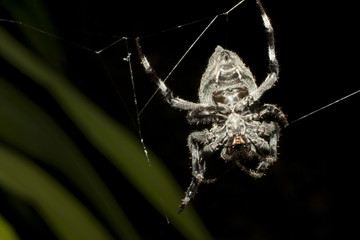 Macro take photo big spider on the fiber, with the backdrop, leaves during on night.Spider move for sleep.
