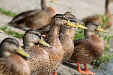 Group of young wild ducks on the lake shore in summer