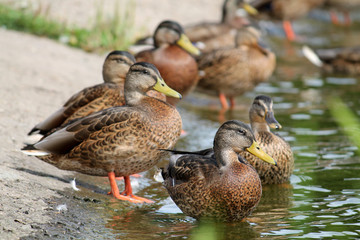 Group of young wild ducks on the lake shore in summer