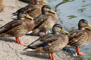 Group of young wild ducks on the lake shore in summer