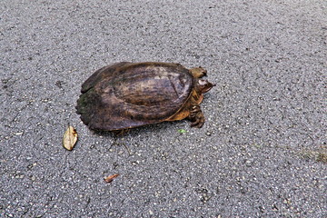Softshell Turtle #4