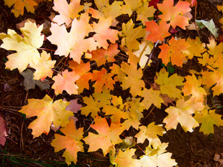 Fall color, West Fork Creek, Arizona
