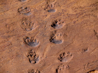 Lizard tracks in fossilized mud, Sedona, Arizona