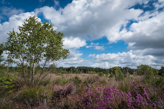 Lowland Heath landscape 