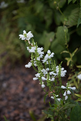 Lilies of the valley