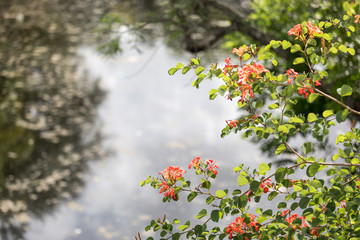 Flowers over water