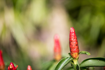 Red flower bud