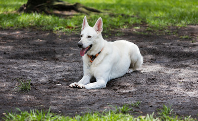 White German Shepherd 