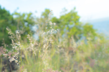 The flower of the grass, Blur Background Blue Sky
