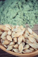 Vintage photo, Closeup of barley grain on spoon and young powder barley in background