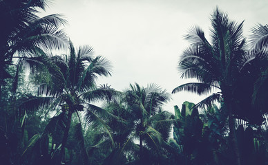 Fototapeta na wymiar Coconut trees have a coconut on sky background