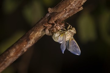 Cicada