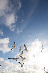 Seagulls at Galveston Texas