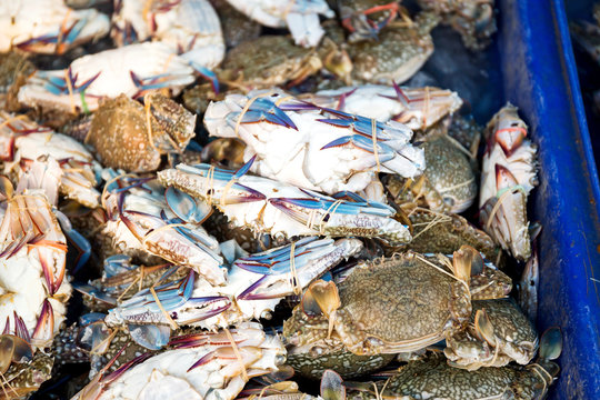 Fresh crabs for sale at a local seafood market