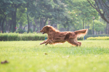 Golden Retriever playing in the grass