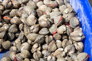 Fresh shellfish blood cockles in the market for sale