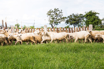 Sheep in nature on meadow. Farming outdoor.