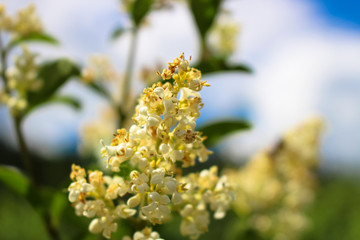 Flowers white