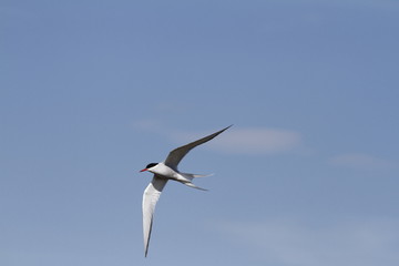 Arctic tern (Sterna Paradisaea) with wings outstretched with blue skies