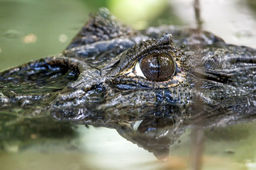Caiman