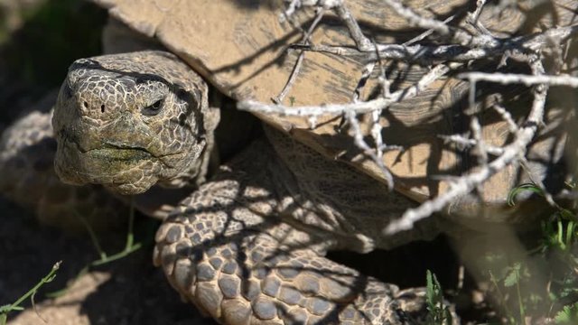 Wild Desert Tortoise Closeup of Gopherus Agassizii in Mojave Desert California